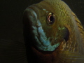   Modeling babeShy fish trying model me babe/Shy babe Shy  